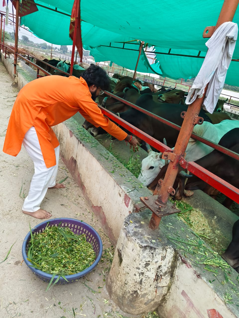 Seva 4 — Gau Seva drive